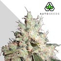 Hijack (Auto Seeds) Feminisoidut