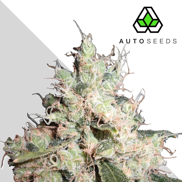 Hijack (Auto Seeds) Feminisoidut