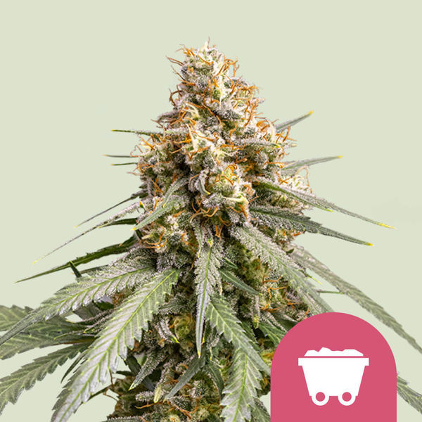 Shining Silver Haze (Royal Queen Seeds) Feminisoidut