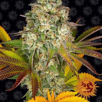 Cookies Kush Auto (Barney's Farm) Feminisoidut