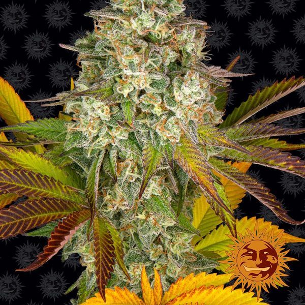 Cookies Kush Auto (Barney's Farm) Feminisoidut
