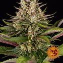 Sour Strawberry (Barney's Farm) Feminisoidut
