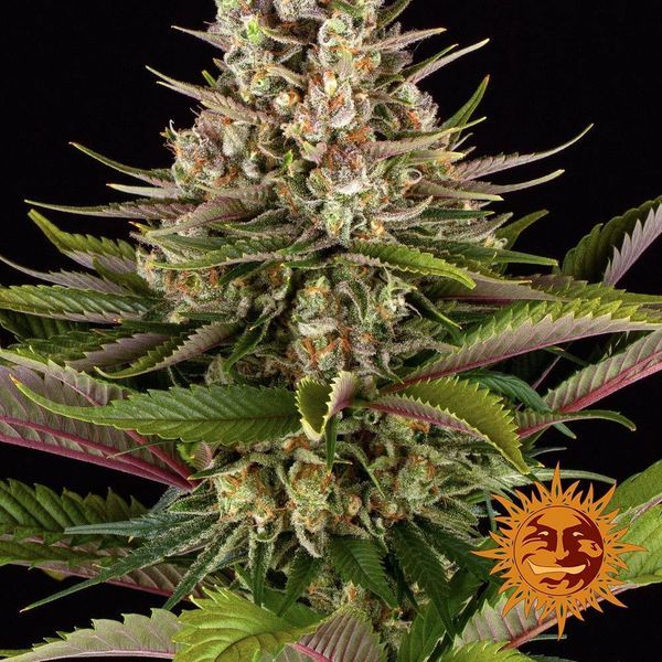 Sour Strawberry (Barney's Farm) Feminisoidut