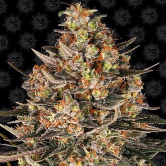 Lemon Drizzle (Barney's Farm) Feminisoidut