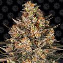 Lemon Drizzle (Barney's Farm) Feminisoidut