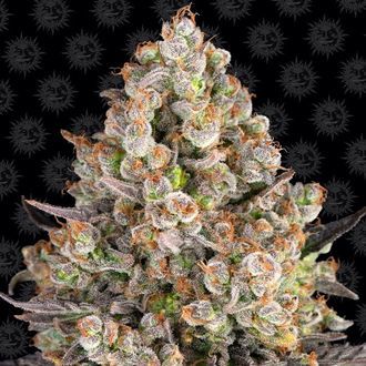 OG Kush (Barney's Farm) Feminisoidut