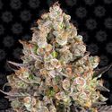 OG Kush (Barney's Farm) Feminisoidut