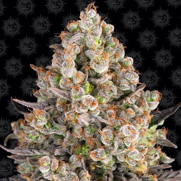 OG Kush (Barney's Farm) Feminisoidut