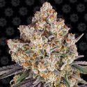 Ice Cream Cake (Barney's Farm) Feminisoidut