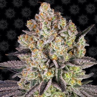 Runtz (Barney's Farm) feminisoidut kannabiksen siemenet