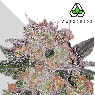 Trans Siberian (Auto Seeds) feminisoitu