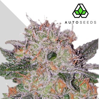 Trans Siberian (Auto Seeds) Feminisoidut
