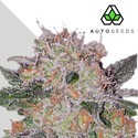 Trans Siberian (Auto Seeds) Feminisoidut