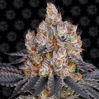 Gelato (Barney's Farm) feminisoitu