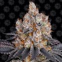 Gelato (Barney's Farm) Feminisoidut