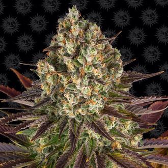Biscotti (Barney's Farm) Feminisoidut