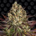 Biscotti (Barney's Farm) Feminisoidut