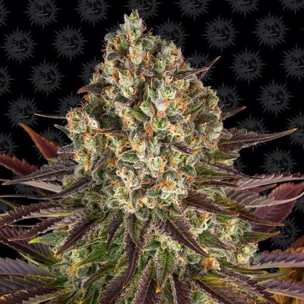 Biscotti (Barney's Farm) Feminisoidut