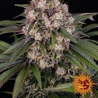 OG Kush Auto (Barney's Farm) feminisoidut