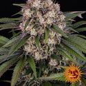 OG Kush Auto (Barney's Farm) Feminisoidut