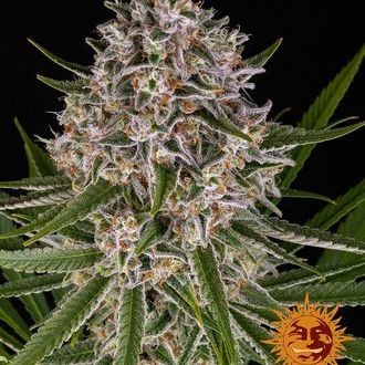 Lemon Haze Auto (Barney's Farm) Feminisoidut