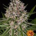 Lemon Haze Auto (Barney's Farm) Feminisoidut