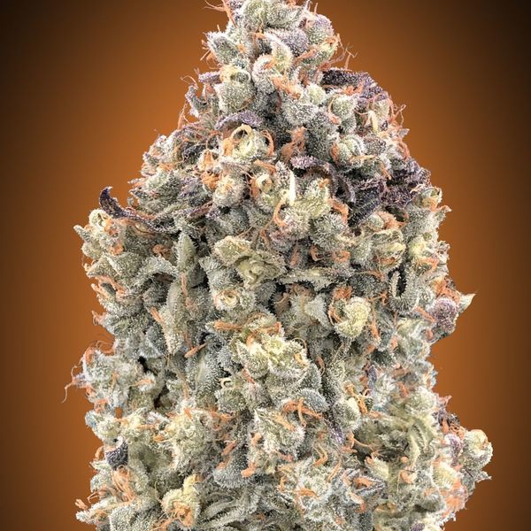 Auto Watermelon OG (Advanced Seeds) Feminisoidut