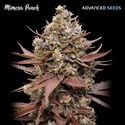 Mimosa Punch (Advanced Seeds) Feminisoidut