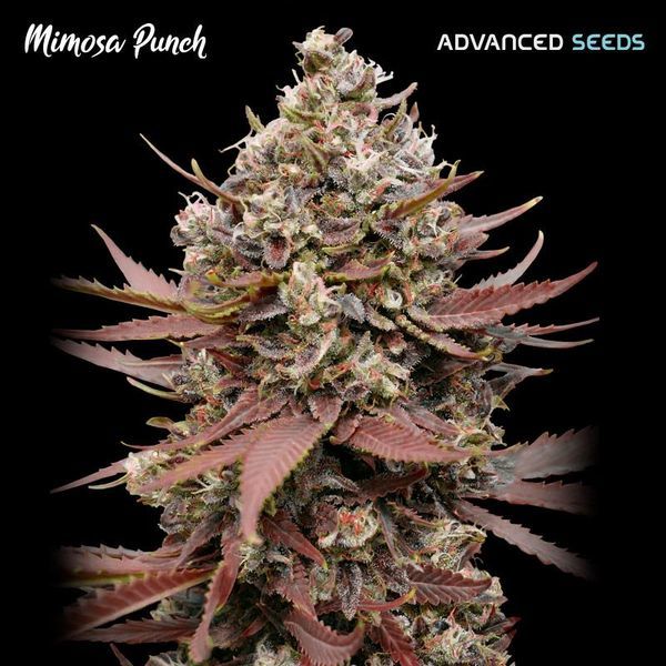 Mimosa Punch (Advanced Seeds) Feminisoidut