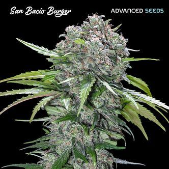 San Bacio Burger (Advanced Seeds) feminisoidut kannabiksen siemenet
