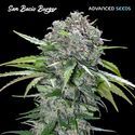 San Bacio Burger (Advanced Seeds) Feminisoidut