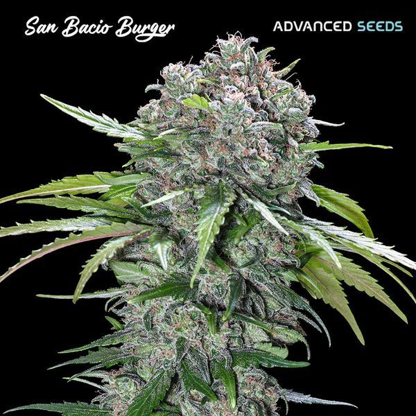 San Bacio Burger (Advanced Seeds) Feminisoidut