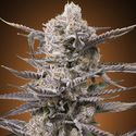 Watermelon OG (Advanced Seeds) Feminisoidut