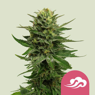 Blue Mystic (Royal Queen Seeds) Feminisoidut