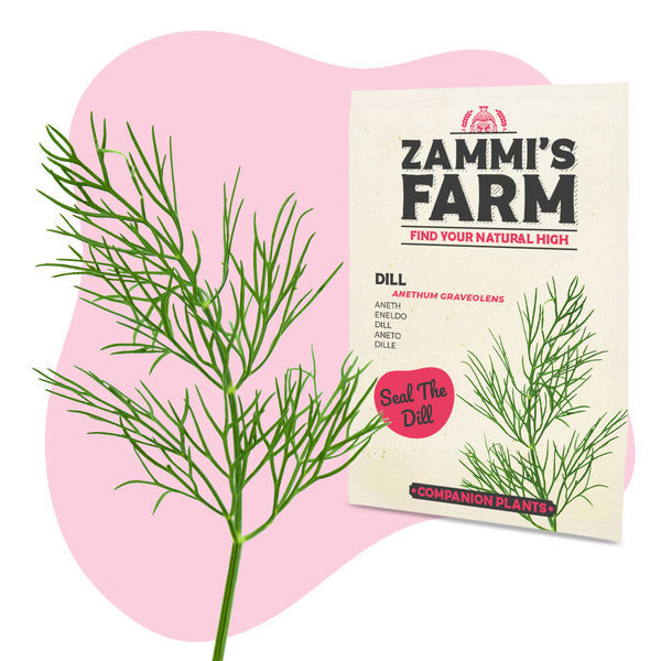 BBQ-yrttien siemenpakkaus – Zammi's Farm