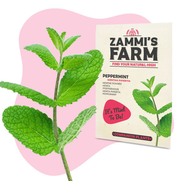 Teeyrttien siemenpakkaus - Zammi's Farm