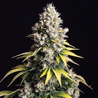 Lemon Cream Kush Automatic (Spliff Seeds) Feminisoidut