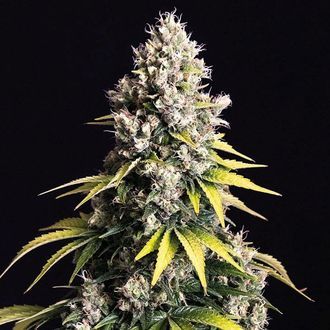 Lemon Cream Kush Autoflower (Spliff Seeds) Feminisoidut