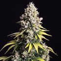 Lemon Cream Kush Autoflower (Spliff Seeds) Feminisoidut