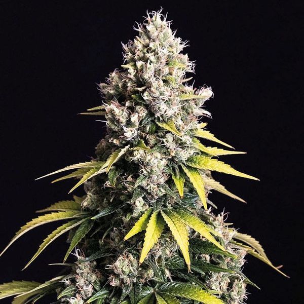 Lemon Cream Kush Autoflower (Spliff Seeds) Feminisoidut