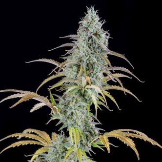 AK Automatic (Spliff Seeds) feminisoidut kannabiksen siemenet