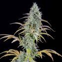 AK Autoflower (Spliff Seeds) Feminisoidut