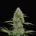 Mega Power Plant Autoflower (Spliff Seeds) Feminisoidut