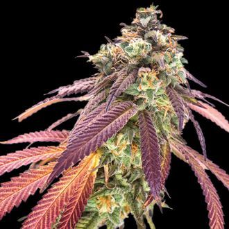 Amnesiac Autoflower (Spliff Seeds) Feminisoidut