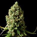 Amnesiac (Spliff Seeds) Feminisoidut