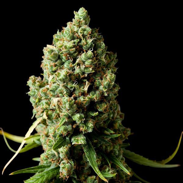 Amnesiac (Spliff Seeds) Feminisoidut