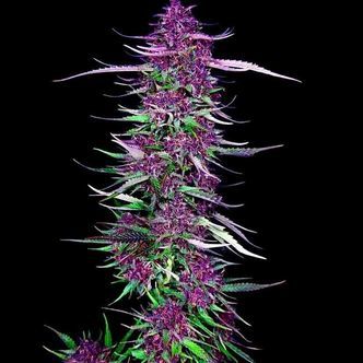 Purple Berry Kush (Spliff Seeds) feminisoidut kannabiksen siemenet