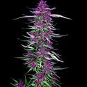 Purple Berry Kush (Spliff Seeds) Feminisoidut