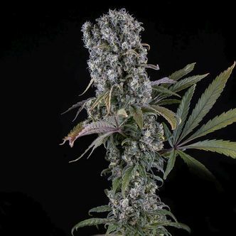 Spliff Cheese Automatic (Spliff Seeds) feminisoidut kannabiksen siemenet