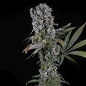 Spliff Cheese Autoflower (Spliff Seeds) Feminisoidut
